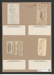 Navicula didyma Ehrh. (de-Toni-Nr.: Genus 1, Species 205) Zeichnungen Sammlung Grunow Nr. 527 (NHMW-BOT-W0366875)
